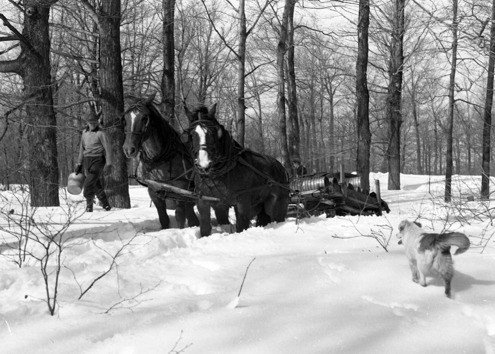 Sweet charity found in a town of Clayton sugar bush